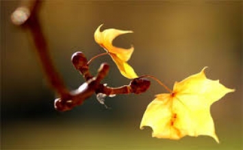 Những chiến sĩ nhân đạo